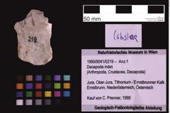 Foto (Objekt + Etiketten) von Decapoda indet. (NHMW-GEO-1990-0041-0219)